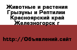 Животные и растения Грызуны и Рептилии. Красноярский край,Железногорск г.